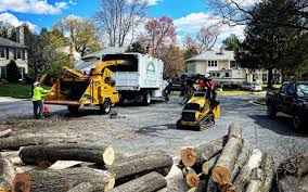 How Our Tree Care Process Works  in  Cedar Hill, TX