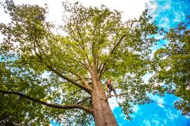 Best Tree Cabling and Bracing  in Cedar Hill, TX