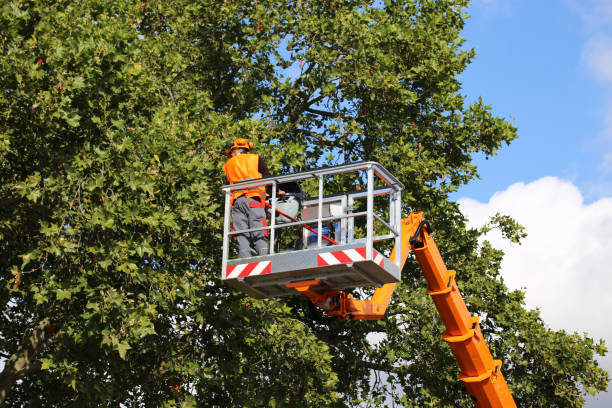 Best Weed Control  in Cedar Hill, TX