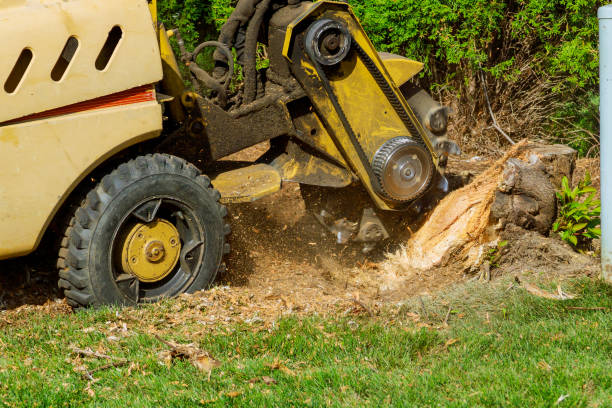 Cedar Hill, TX Tree Services Company