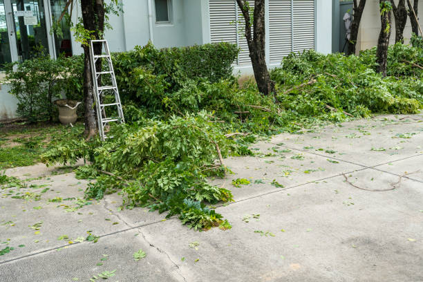 Best Aeration Services  in Cedar Hill, TX