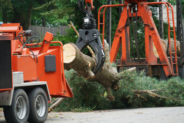 Cedar Hill, TX Tree Services Pros