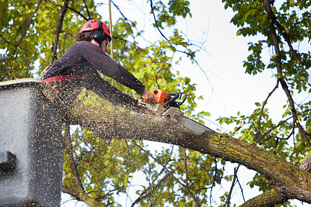 Best Hazardous Tree Removal  in Cedar Hill, TX